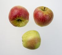 Finkenwerder Herbstprinz